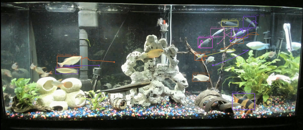 Fish Movement Prediction visualization